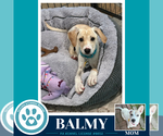 Small Labrador Retriever Mix