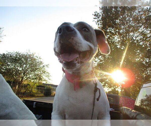 Medium Photo #1 Mutt Puppy For Sale in Ocala, FL, USA