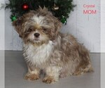 Small Photo #1 Shih Tzu Puppy For Sale in FREDERICKSBURG, OH, USA