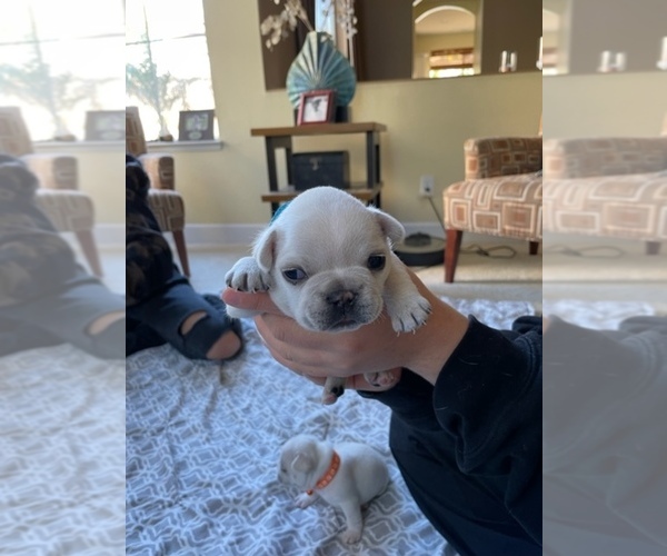 Medium Photo #9 French Bulldog Puppy For Sale in ENCINITAS, CA, USA