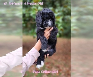 Goldendoodle Puppy for sale in HOPE, AR, USA
