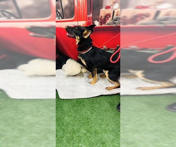 Medium Photo #2 German Shepherd Dog Puppy For Sale in Globe, AZ, USA