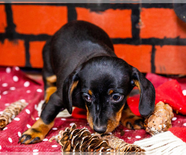 Medium Photo #46 Dachshund Puppy For Sale in WAKARUSA, IN, USA