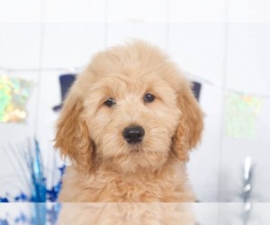 Goldendoodle (Miniature) Puppy for sale in BEL AIR, MD, USA