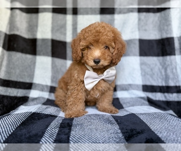 Medium Photo #7 YorkiePoo Puppy For Sale in LAKELAND, FL, USA