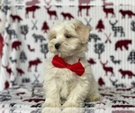 Small Photo #1 Morkie Puppy For Sale in LANCASTER, PA, USA