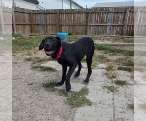 Great Dane-Labrador Retriever Mix Dogs for adoption in Evansville, IN, USA