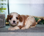 Puppy Jessica Cavapoo (Miniature)