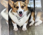 Small #2 Pembroke Welsh Corgi