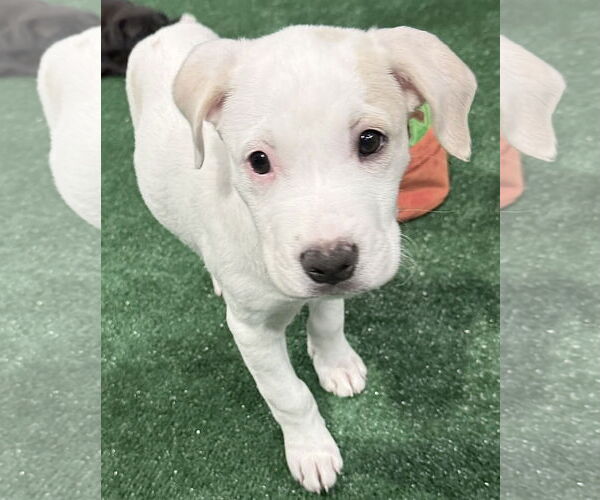 Medium Photo #1 Labrador Retriever-Unknown Mix Puppy For Sale in Sanford, FL, USA