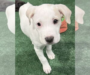 Labrador Retriever-Unknown Mix Dogs for adoption in Sanford, FL, USA