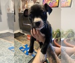 Puppy Baby Chaos American Pit Bull Terrier