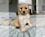 Small Photo #79 Goldendoodle (Miniature) Puppy For Sale in PENSACOLA, FL, USA