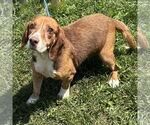 Small #2 Bagle Hound