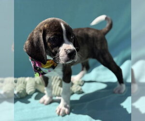 Mutt Dogs for adoption in Warrenton, VA, USA