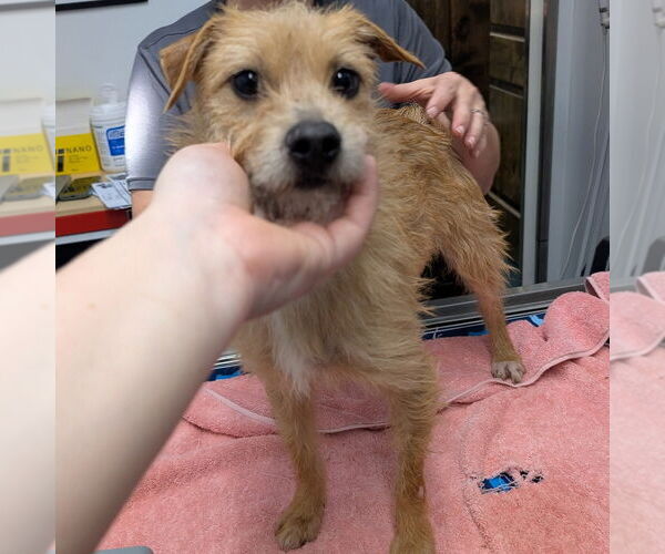 Medium Photo #1 Mutt Puppy For Sale in Chico, CA, USA