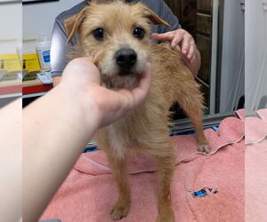 Mutt Dogs for adoption in Chico, CA, USA