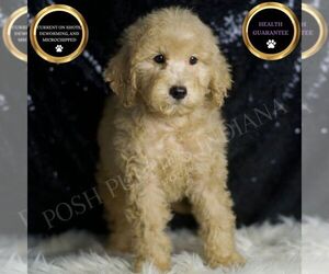 Goldendoodle (Miniature) Puppy for sale in WARSAW, IN, USA