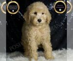 Small Goldendoodle (Miniature)