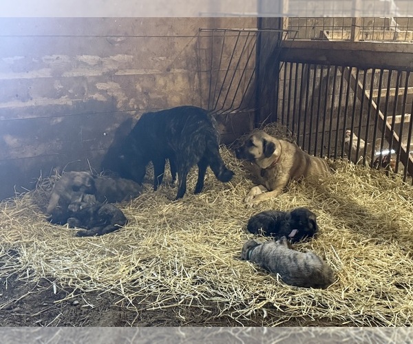 Medium Photo #1 Anatolian Shepherd Puppy For Sale in DELHI, NY, USA