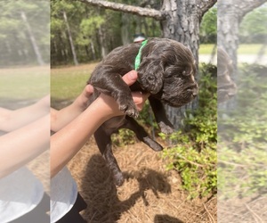 Boykin Spaniel Puppy for sale in LEXINGTON, SC, USA