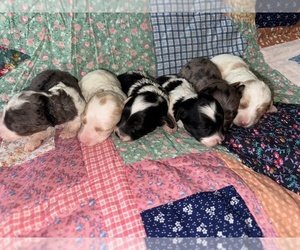 Cavapoo-Poodle (Miniature) Mix Litter for sale in MUNFORDVILLE, KY, USA