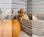 Puppy Bailey Golden Retriever