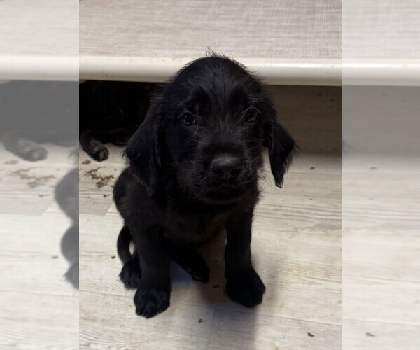 Medium Photo #2 Golden Retriever-Unknown Mix Puppy For Sale in Bolivar, MO, USA