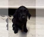 Small #1 Golden Retriever Mix