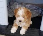 Small #1 Miniature Bernedoodle-Poodle (Toy) Mix