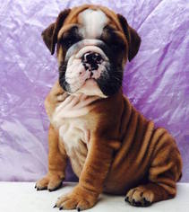 Bulldog Puppy for sale in CHARLESTON, SC, USA
