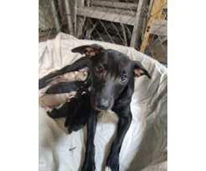 Boxer-Unknown Mix Dogs for adoption in Royal Palm Beach, FL, USA