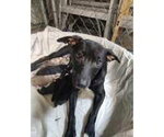Flo - Female Boxer-Unknown Mix Dog for Adoption - Small photo