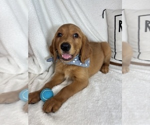 Golden Retriever Puppy for sale in GREENFIELD, IN, USA