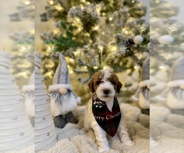 Medium Photo #2 Goldendoodle mix (+ Poodle Miniature) Puppy For Sale in BRONX, NY, USA