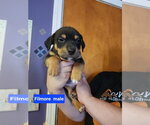 Small Mutt