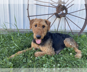 Mother of the Airedale Terrier puppies born on 02/19/2023