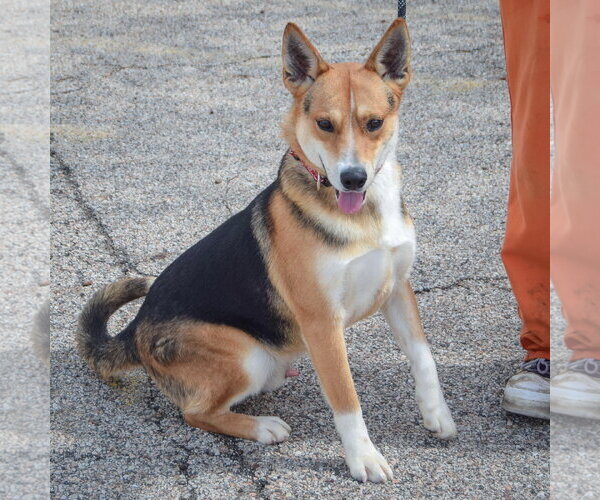 Medium Photo #7 Carolina Dog-German Shepherd Dog Mix Puppy For Sale in Huntley, IL, USA