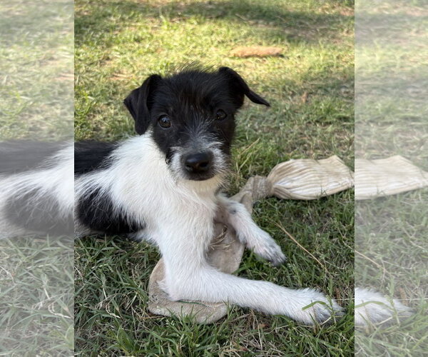 Medium Photo #1 Mutt Puppy For Sale in Rockaway, NJ, USA