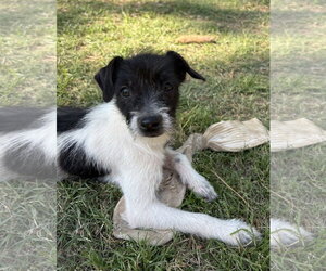 Mutt Dogs for adoption in Rockaway, NJ, USA