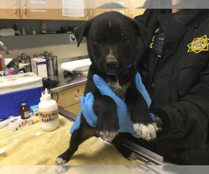 Mutt Dog for Adoption in Riverside, California USA