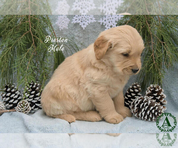 Medium Photo #3 Golden Retriever Puppy For Sale in HARRISONBURG, VA, USA
