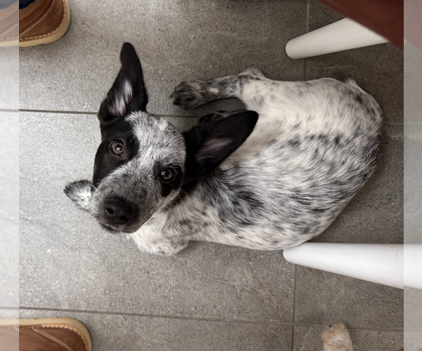 Medium Photo #5 Mutt Puppy For Sale in Brooklyn, NY, USA