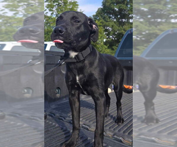 Medium Photo #5 Labrador Retriever-Unknown Mix Puppy For Sale in Foristell, MO, USA