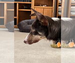 Small #19 Border Collie