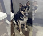 Small #3 German Shepherd Dog Mix