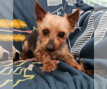 Small Mutt