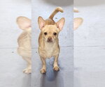 Small #1 Chihuahua