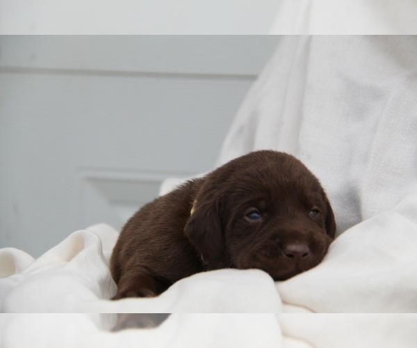 Medium Photo #7 Labrador Retriever Puppy For Sale in HYDE PARK, VT, USA