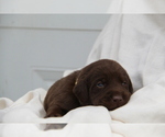 Small #6 Labrador Retriever